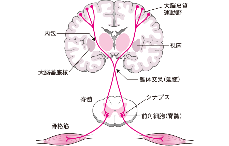 皮質脊髄路